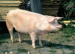 Czech Improved White - pig breeds | goris jishebi | ღორის ჯიშები